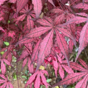 日本红枫 天城时雨 第一精灵 女神 紫鬼 三日月 奶油桃子 彩叶 阳