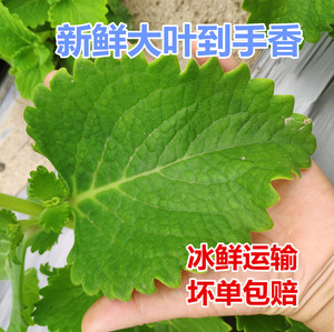 新鲜大叶洋薄荷枝叶500克包邮 大叶到手香 左手香 还魂草碰碰香