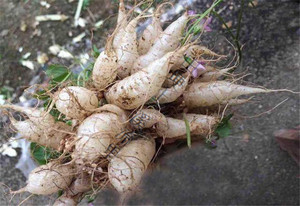 野生新鲜水晶萝卜 红花酢浆草块状根一斤 顺丰空运包邮