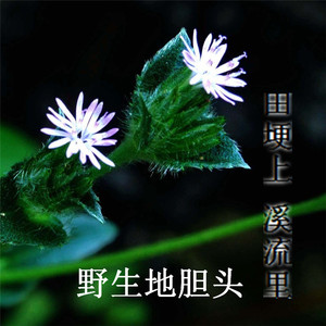 野生新鲜白花地斩头一份2斤包邮 地胆头地苦胆地胆草客家汤料