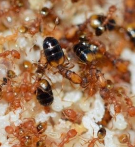 法老小家蚁 monomorium pharaonis