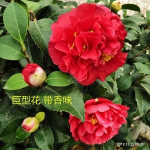 名贵克瑞墨大牡丹茶花树苗带香味巨型大红花四季长青好养绿植盆景