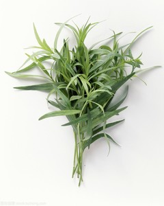 法国龙蒿新鲜龙蒿草