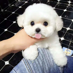 纯种比熊幼犬茶杯狗活犬长不大狗狗活幼体宠物活物博美俊介犬真狗