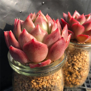 【多肉植物杂交系列】多肉植物杂交系列品牌,价格 - 阿里巴巴