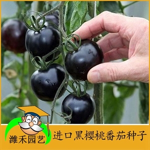 正宗黑樱桃番茄种子小黑西红柿种籽苗阳台盆栽水果春四季蔬菜种孑