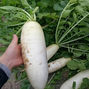 【白水萝卜】白水萝卜品牌,价格 - 阿里巴巴