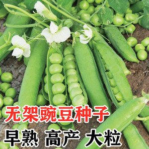 中豌六号豌豆种子无蔓奇珍76软荚水果豌豆种子台湾长寿仁秋冬四季