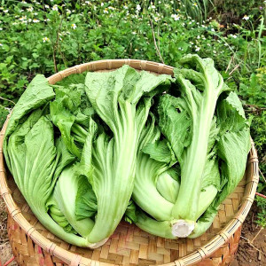 云南宽帮青菜种子泡菜芥菜种孑大叶宽梗中熟耐寒秋季庭院蔬菜种子