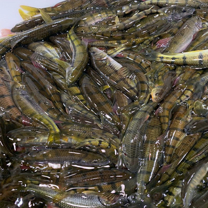 千岛湖鱼食用水产野生鱼小溪石斑鱼新鲜滋补活淡水鱼河鲜小鱼500g