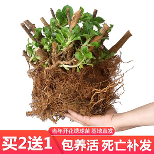 绣球花苗无尽夏盆栽庭院阳台耐寒耐冻花卉观花绿植冬季不怕冻的花