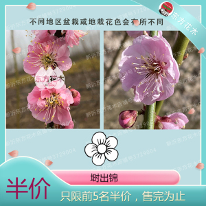 原生 埘时出锦 梅花宫粉稀有名贵品种实生树苗盆地栽绿植庭花冬季