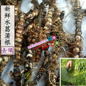 野生新鲜水菖蒲根 臭蒲根 大叶菖蒲 泥菖蒲根 白菖蒲500克包邮