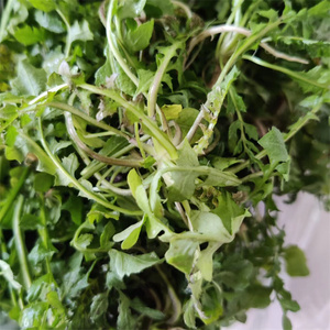 现挖野生新鲜荠荠菜山野菜纯陆地野生黄花荠菜顺丰包邮500克1份