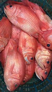 海鲜鱼海鱼将军甲鱼红鱼大红甲鱼深海将军甲鱼养身鱼