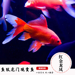 红金蝴蝶鲤鱼全红龙凤蝴蝶鲤长尾红色锦鲤招财鱼冷水鱼观赏鱼活体