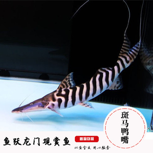 热带观赏鱼鸭嘴鱼 斑马鸭嘴 虎纹鸭嘴 月光鸭嘴龙鱼配鱼活体包活