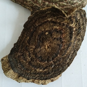 云南野生中药材 黑骨藤 黑血藤 肉麻绳 黑风藤 长寿藤  500克包邮