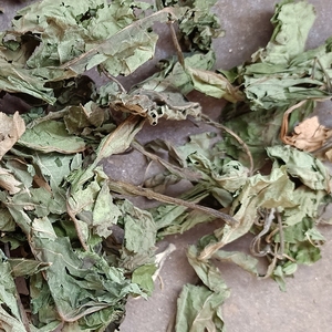 南非叶 中药材将军叶 俗称苦茶 扁桃斑鸠菊叶天然晒干散装500克件