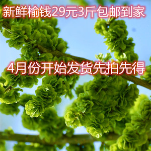 新鲜榆钱 包邮 榆树钱包邮 新鲜野菜 新鲜芥菜 榆钱 榆葫芦