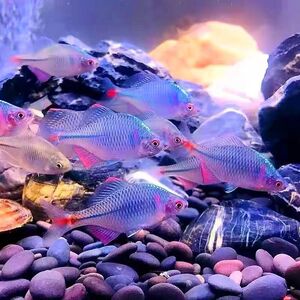 七彩高体鳑鲏精选成鱼冷水观赏鱼淡水好养耐活原生除藻小鱼送饲料