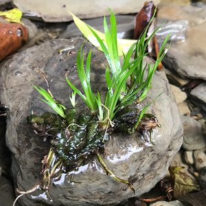野生菖蒲香味石菖蒲水菖蒲水培苗绿植物盆景花卉微景观盆栽水花卉