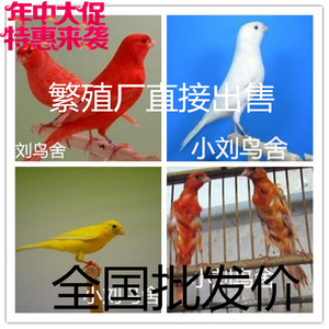 黄玉鸟活体