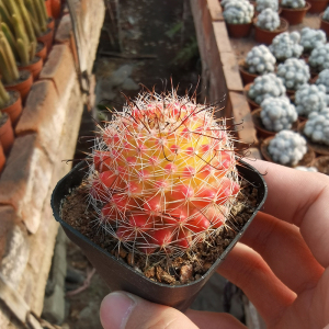 红娜丸 红色稀有开花仙人球 越晒越红防辐射多肉盆栽阳台窗台美观