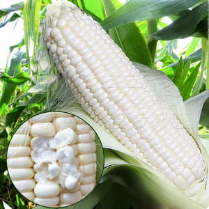 甜糯白玉米种子早熟水果玉米春季四季高产牛奶玉米菜种籽孑大田.