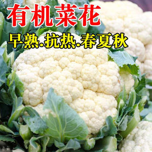 白花菜 白色花椰菜种子 蔬菜种子四季播种 菜园阳台盆栽菜花种子