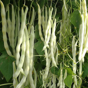 寿光蔬菜种九粒白芸豆种子龙泉白色四季豆高产比老来少好春播大田