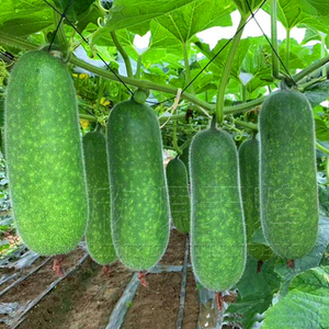 节瓜种籽种春季秋季阳台爬藤蔬菜四季迷你小冬瓜高产毛节瓜种子孑
