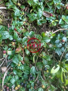 包邮 新鲜现挖 山上野果带根 地菍苗 地稔苗 观赏绿植花卉中草药