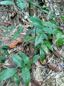 两面针双面刺入地金牛下山虎扦插营养袋药材树苗带土包邮2人付款47