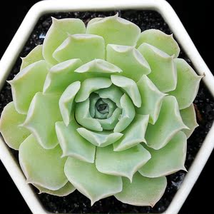 永盛园艺|特价多肉盆栽 肉肉植物组合花卉 净化空气绿植 皱叶月影图片
