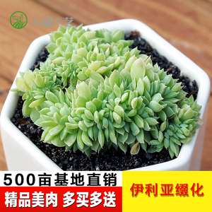 伊利亚多肉