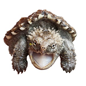 大鳄龟头像图片