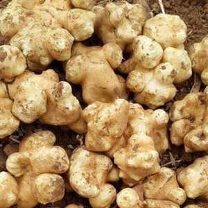 洋姜新鲜鬼子姜苗农家蔬菜酱菜腌菜泡甜不辣现挖5斤