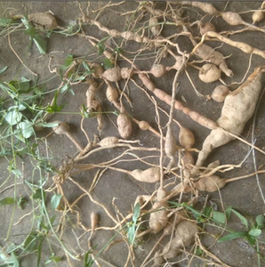 野生老鼠拉冬瓜马交儿土花粉土白蔹 干货一斤起发货 苗25棵起发货