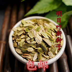 2021年收获 日本明日叶新种子 掌柜试种发芽率高 药用保健蔬菜