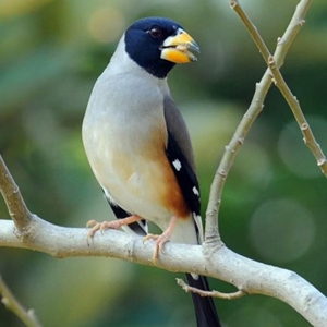 卡口鸟辣子鸟谷子黄巧黑子点子辣子手工配置鸟粮现货包活包邮