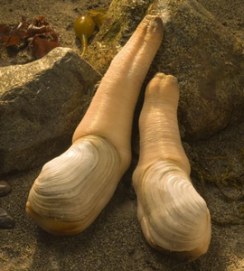 鲜活加拿大象拔蚌 水蚌 约1.7-2斤左右 北京同城海鲜闪送