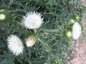 中草药新鲜紫花20一斤包邮白花大蓟根400一斤种苗现采现挖