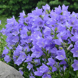 桃叶风铃草多花大花型多年生宿根花卉易爆盆物庭阳台盆栽春季花卉