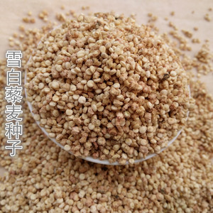 藜麦种子