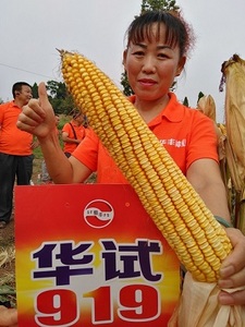 玉米种子 华试919 包邮 1kg 苞谷 高产 长玉米 抗倒