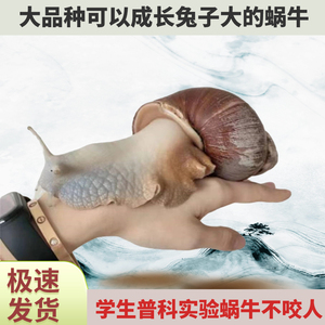 学生普科实验白玉蜗牛活体南红宠物巨型大蜗牛学生宿舍观赏小蜗牛