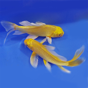 8元10条装 五色锦鲤 随机发练手鱼入门鱼神奇小活鱼冷水鱼