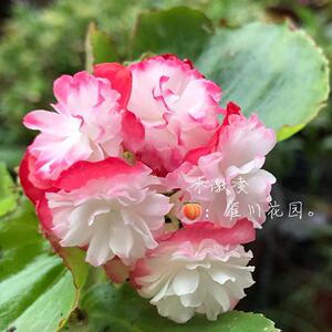 雀川○易爆花重瓣四季海棠玻璃球球玻璃翠冰激凌樱花粉 露养苗