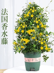 法国香水茉莉花苗爬藤植物耐寒盆栽阳台庭院攀援花卉黄花茉莉浓香